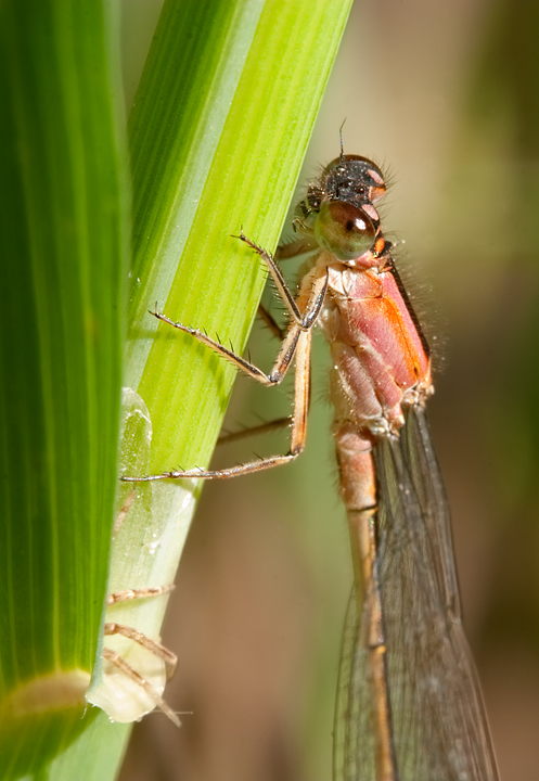 ID: Ischnura genei ? no, Ischnura graelsii